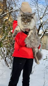 Мальчик XXL размер мейн кун