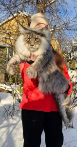 Мальчик XXL размер мейн кун