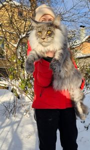 Мальчик XXL размер мейн кун