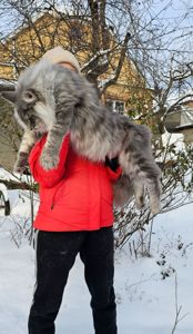 Мальчик XXL размер мейн кун