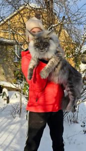 Мальчик XXL размер мейн кун