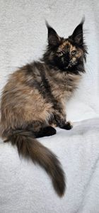 Сногшибательная девочка мейн кун