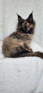 Сногшибательная девочка мейн кун