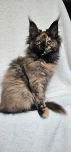 Сногшибательная девочка мейн кун