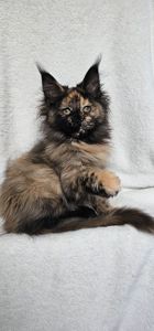 Сногшибательная девочка мейн кун