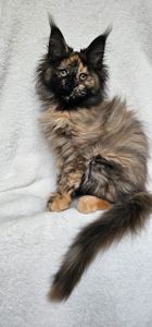 Сногшибательная девочка мейн кун