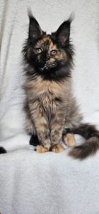 Сногшибательная девочка мейн кун