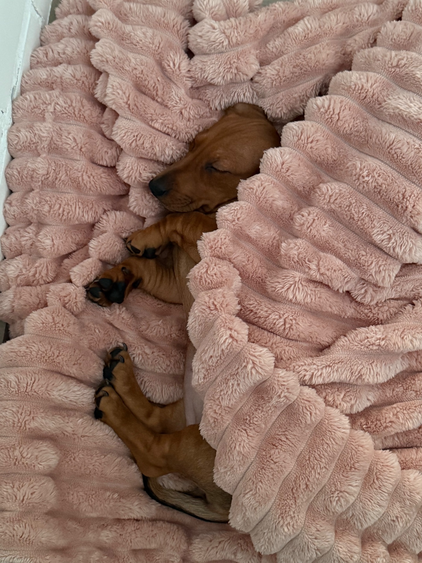 Цуценя такси