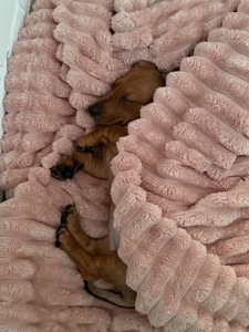 Цуценя такси