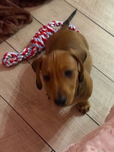 Цуценя такси