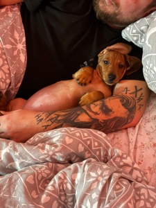 Цуценя такси