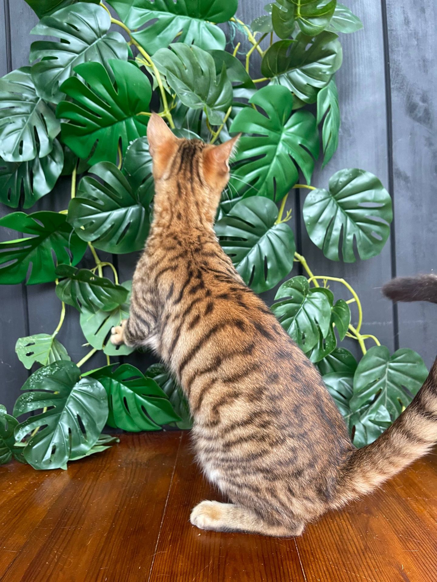 Дівчинка Джумбалая, породи Тойгер