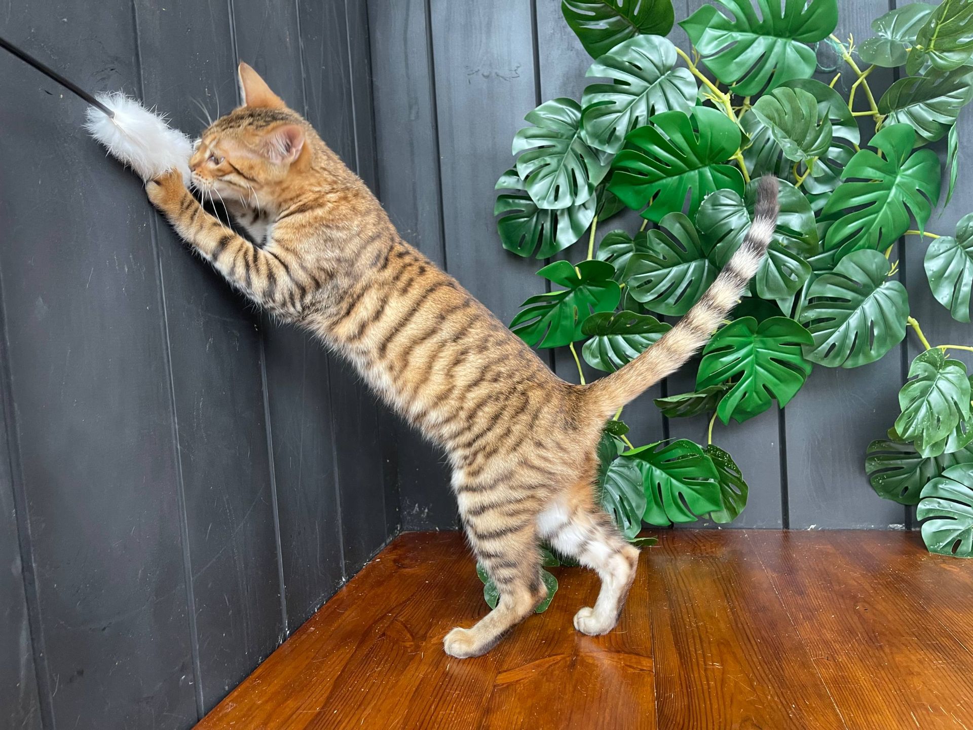 Дівчинка Джумбалая, породи Тойгер