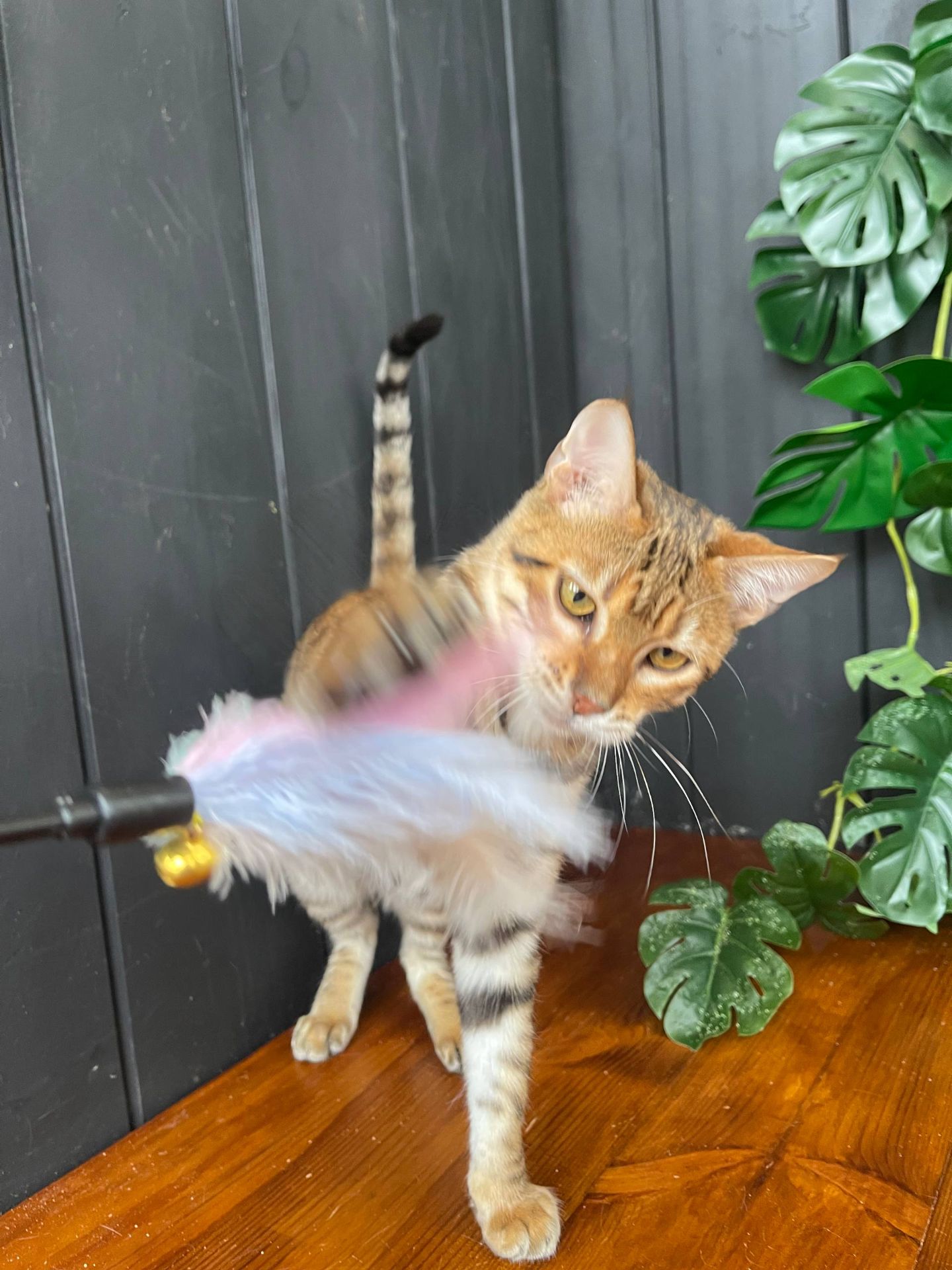 Дівчинка Джумбалая, породи Тойгер