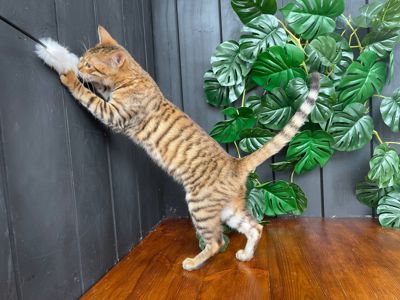 Дівчинка Джумбалая, породи Тойгер