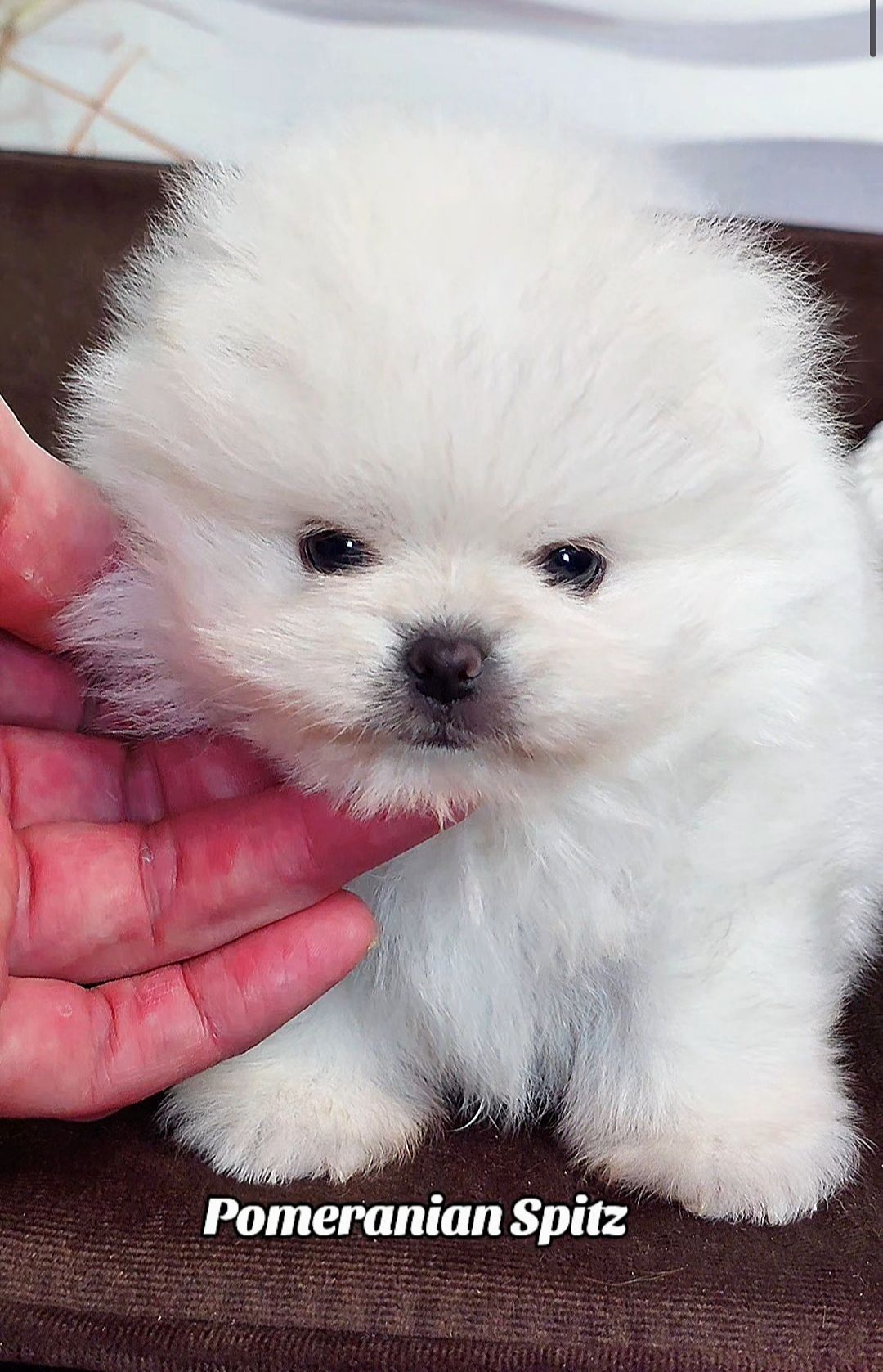 Померанський шпіц