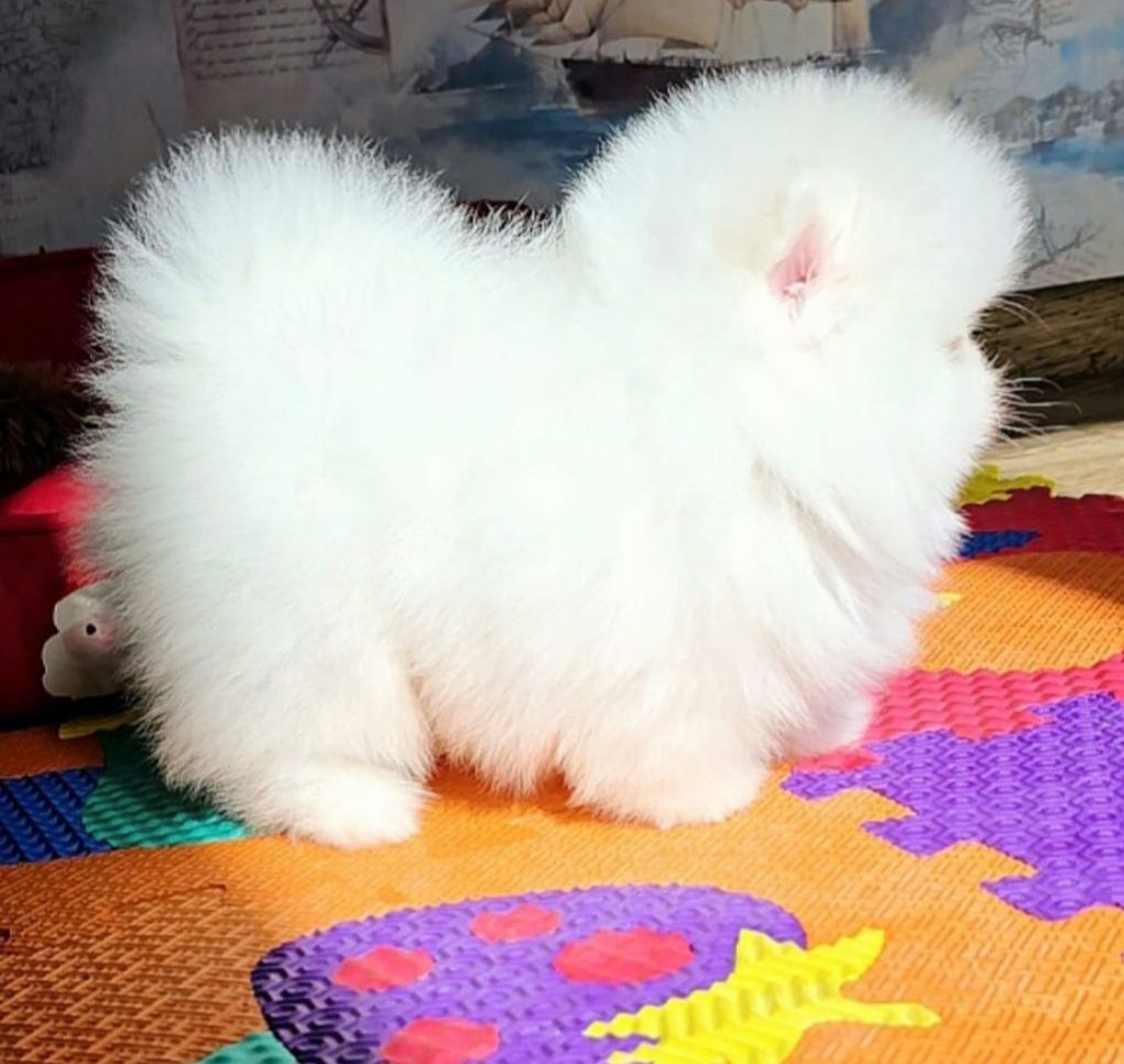 Померанський шпіц