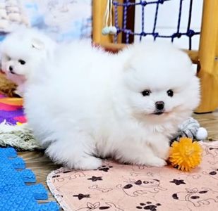 Померанський шпіц