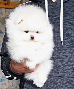 Померанський шпіц