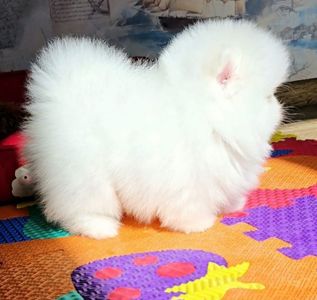 Померанський шпіц