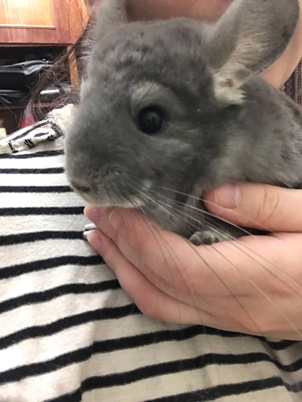 Хлопчик фіолет