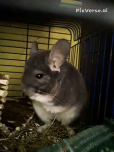 Хлопчик фіолет