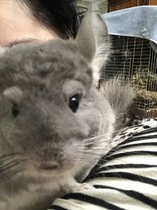 Хлопчик фіолет