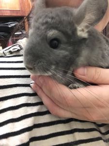 Хлопчик фіолет