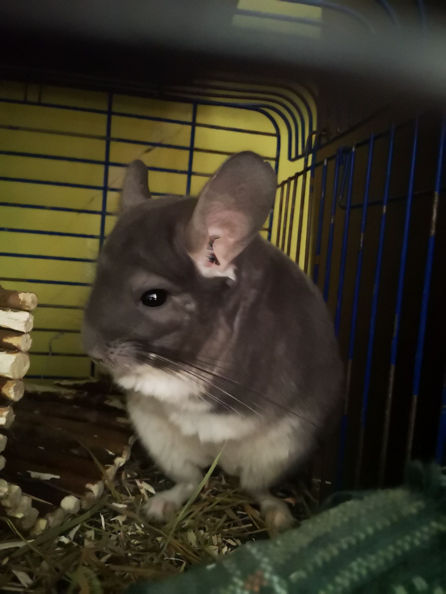 Хлопчик фіолет