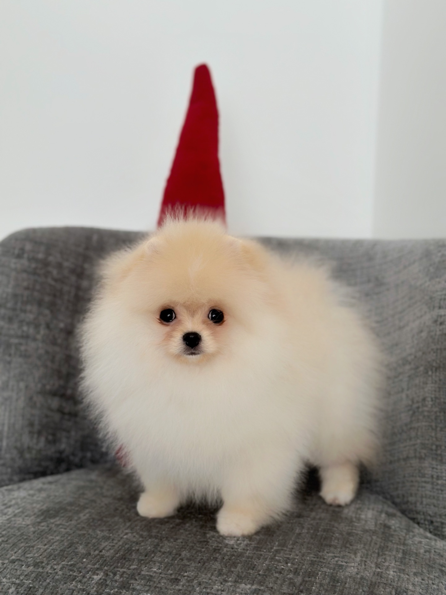 Померанський шпіц хлопчик, 3 місяці, документи КСУ