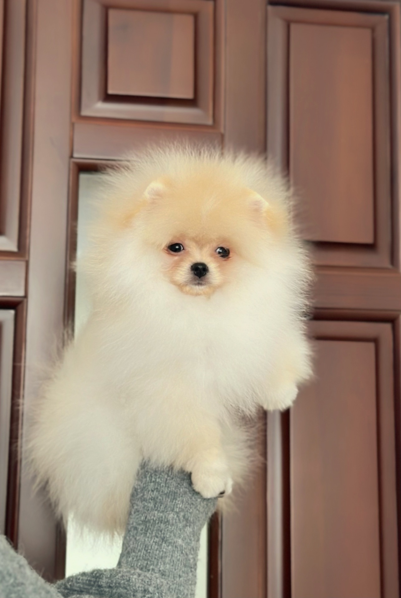 Померанський шпіц хлопчик, 3 місяці, документи КСУ