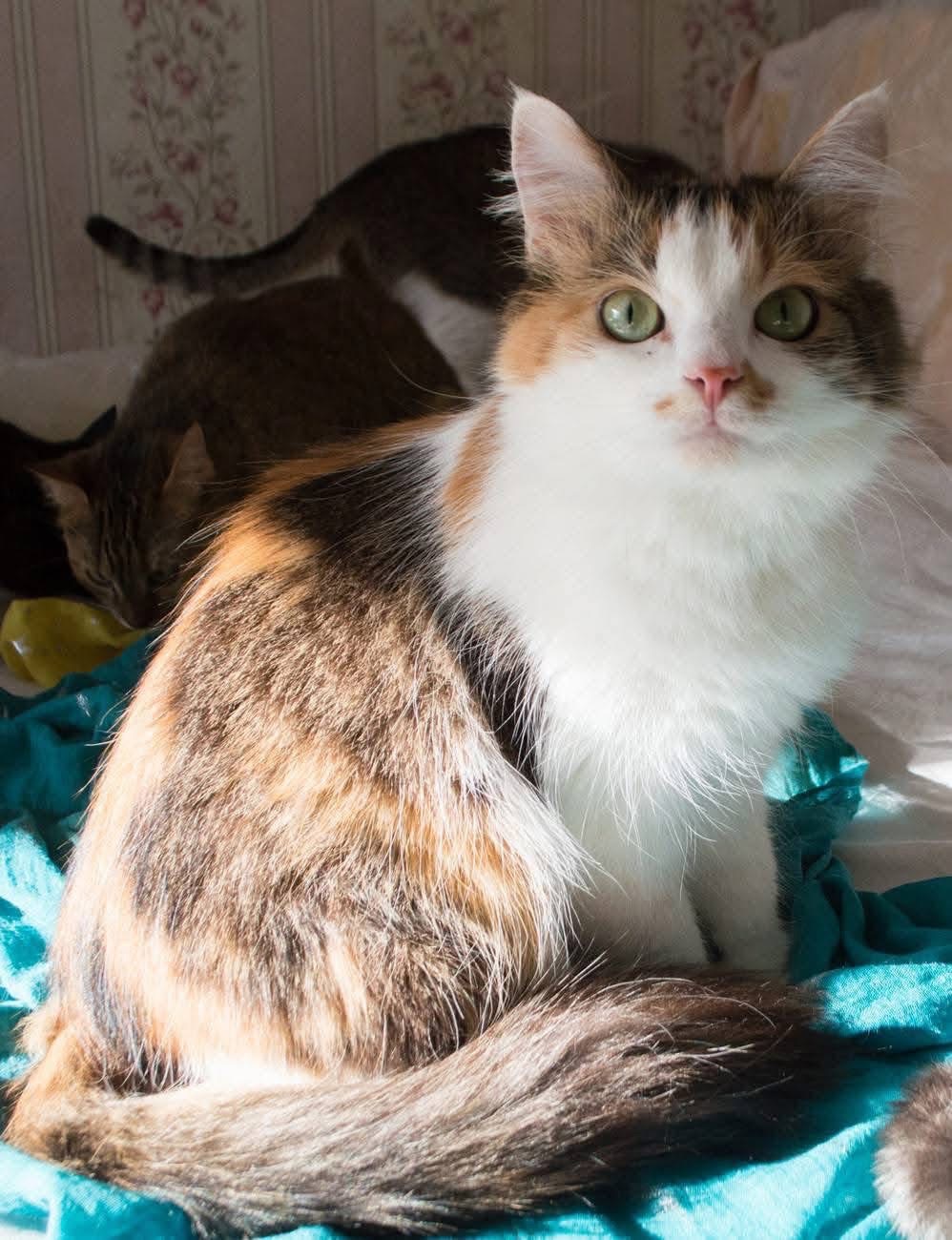 Дуже гарна киця в добрі руки!