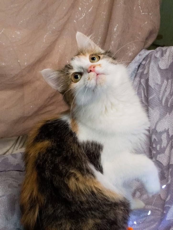 Дуже гарна киця в добрі руки!