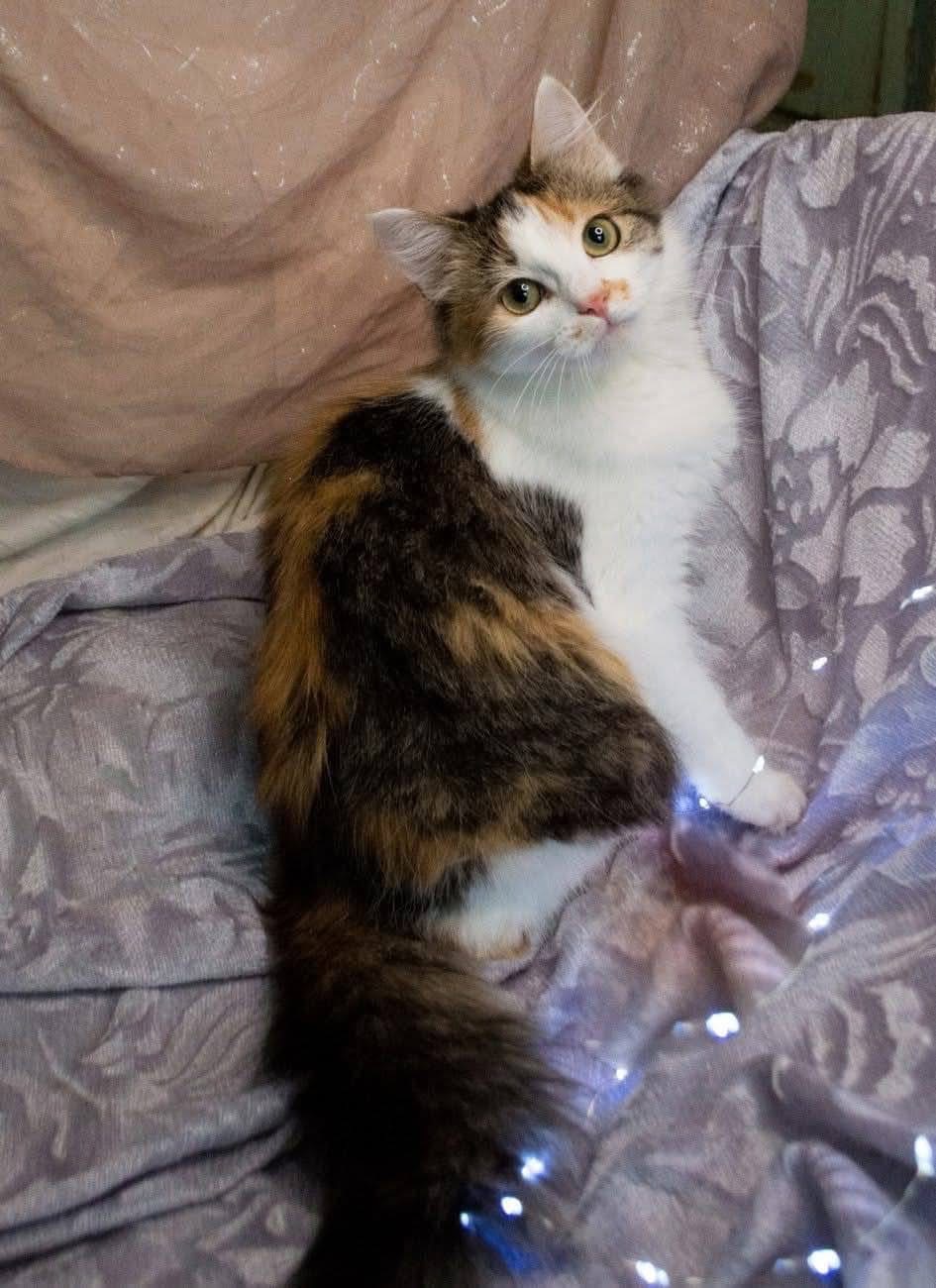 Дуже гарна киця в добрі руки!