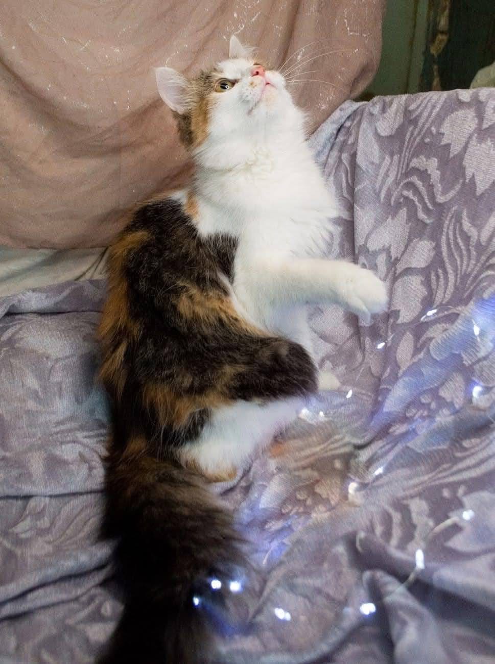 Дуже гарна киця в добрі руки!