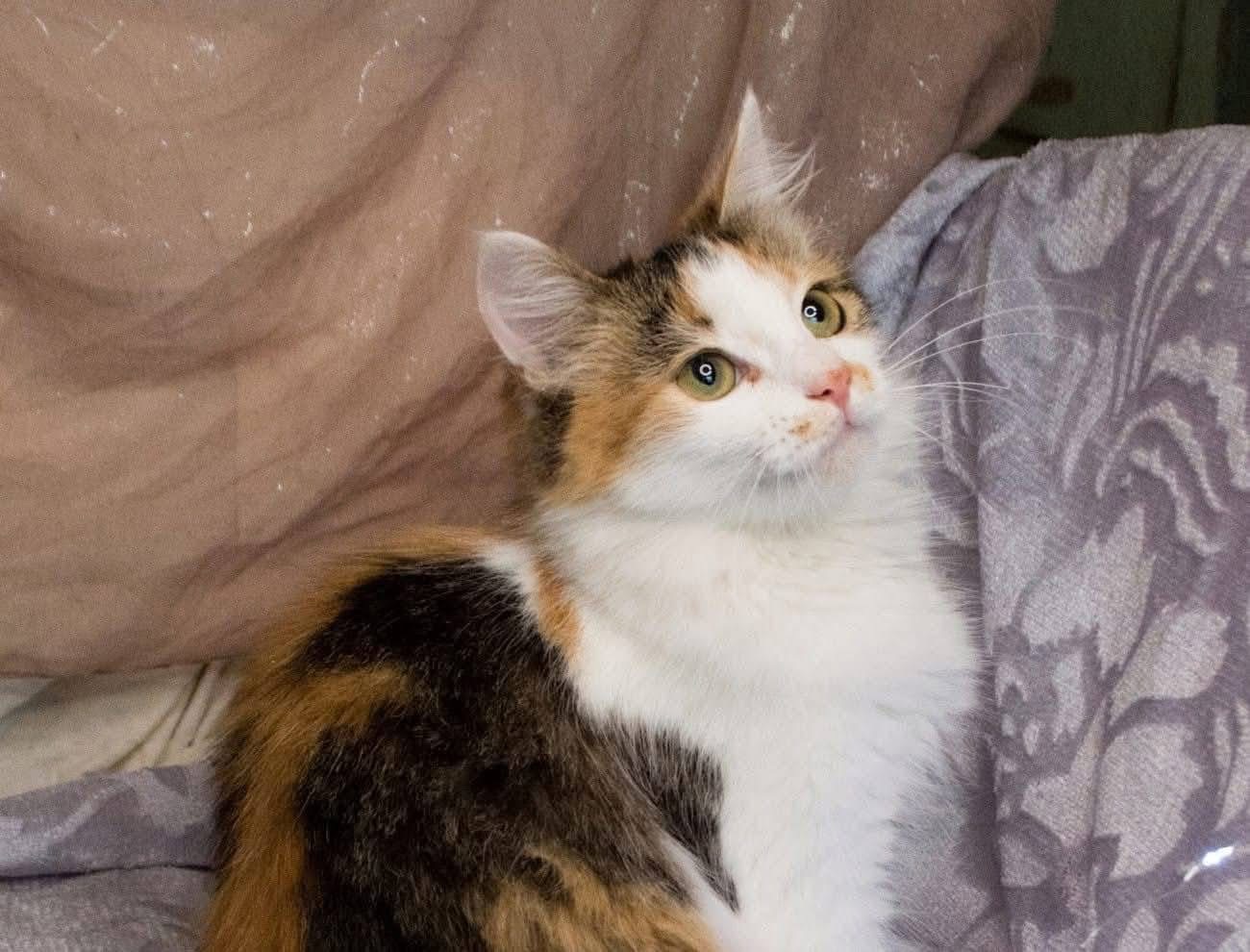 Дуже гарна киця в добрі руки!