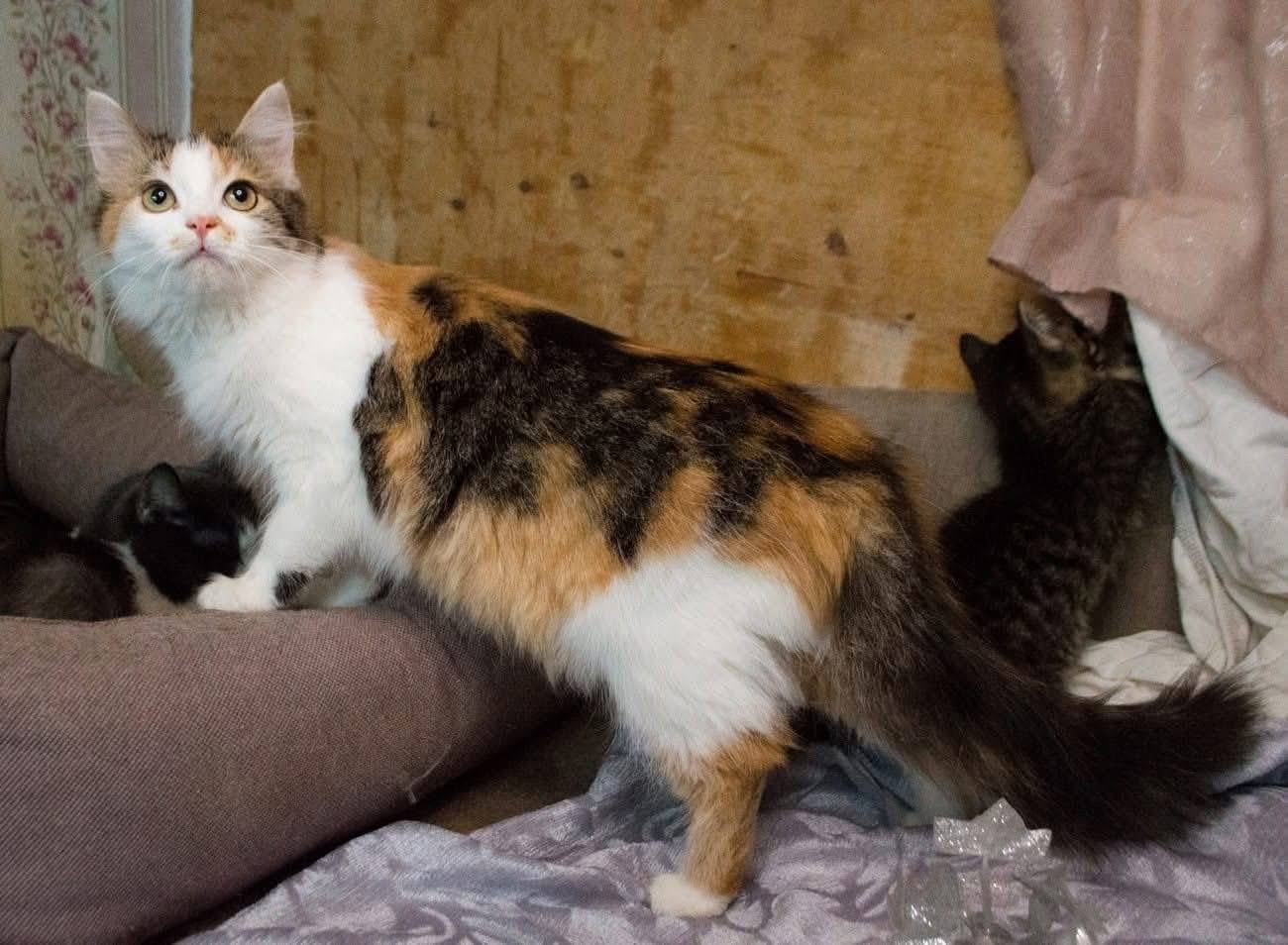 Дуже гарна киця в добрі руки!