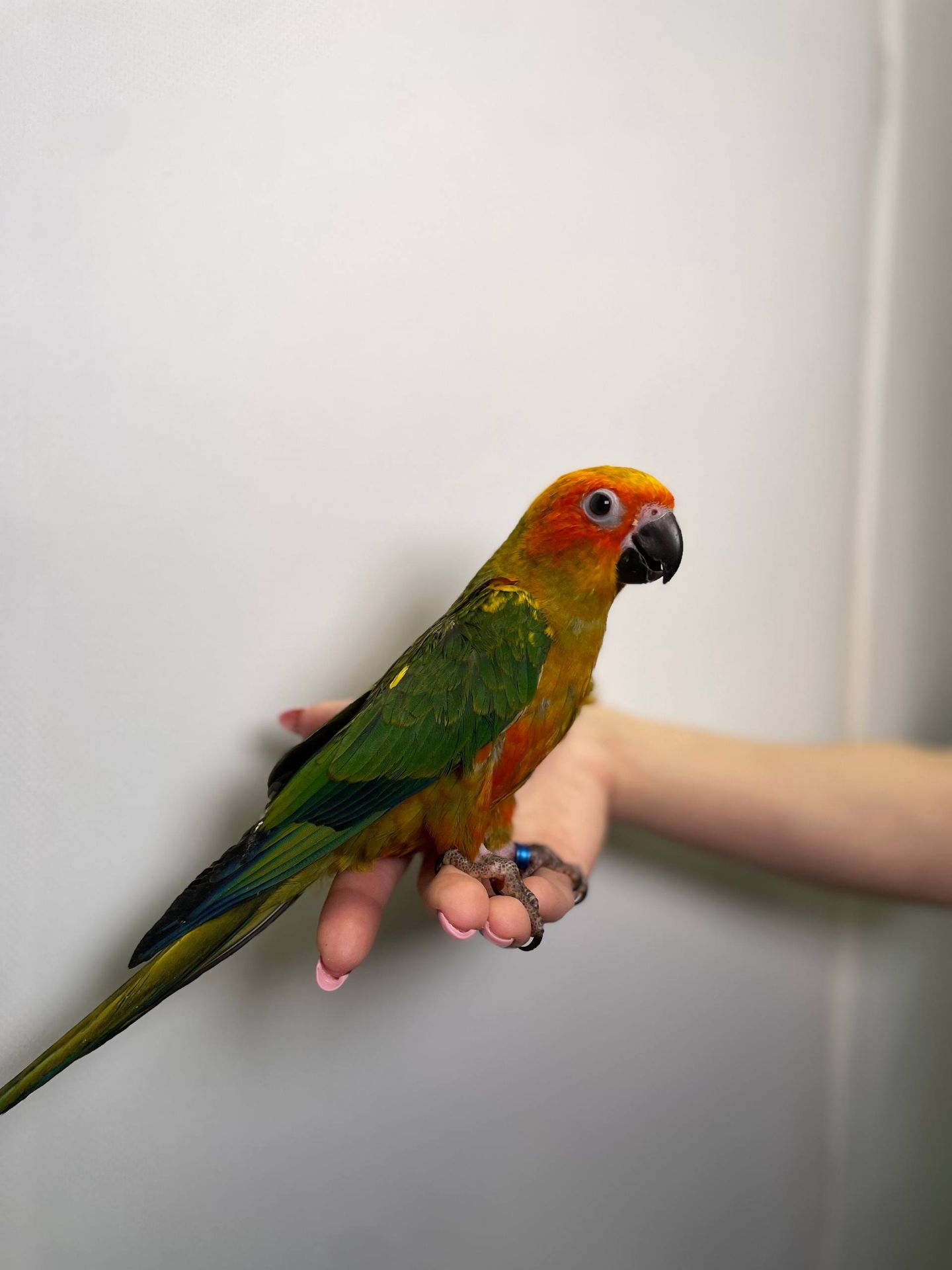 Сонячний аратінга, золотистоперий аратинга, ручний папуга викормиш з днк тестом