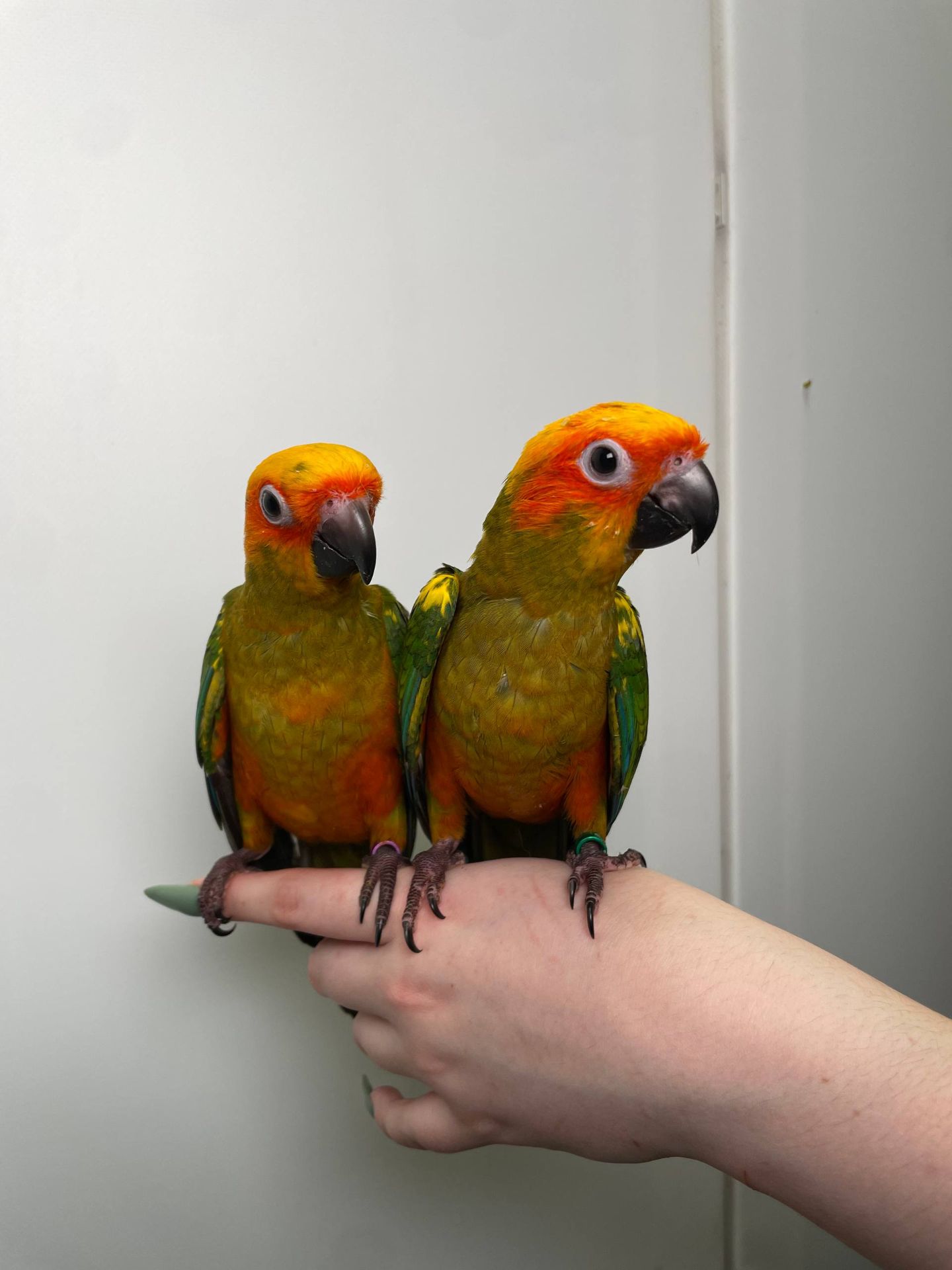 Сонячні аратинга, сонячний золотистоперий аратінга, ручні викормиші папужки різної статті