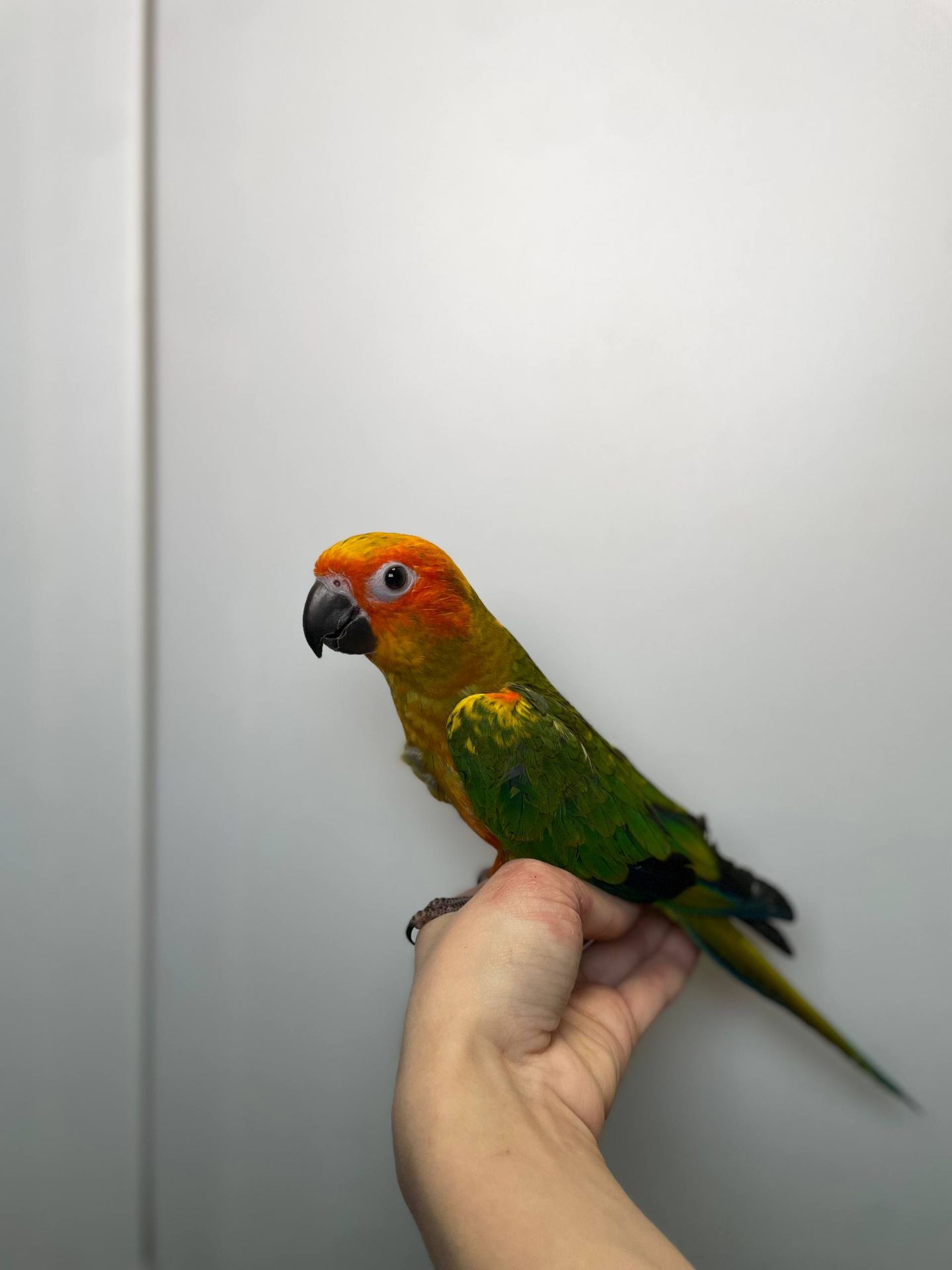 Сонячні аратинга, сонячний золотистоперий аратінга, ручні викормиші папужки різної статті