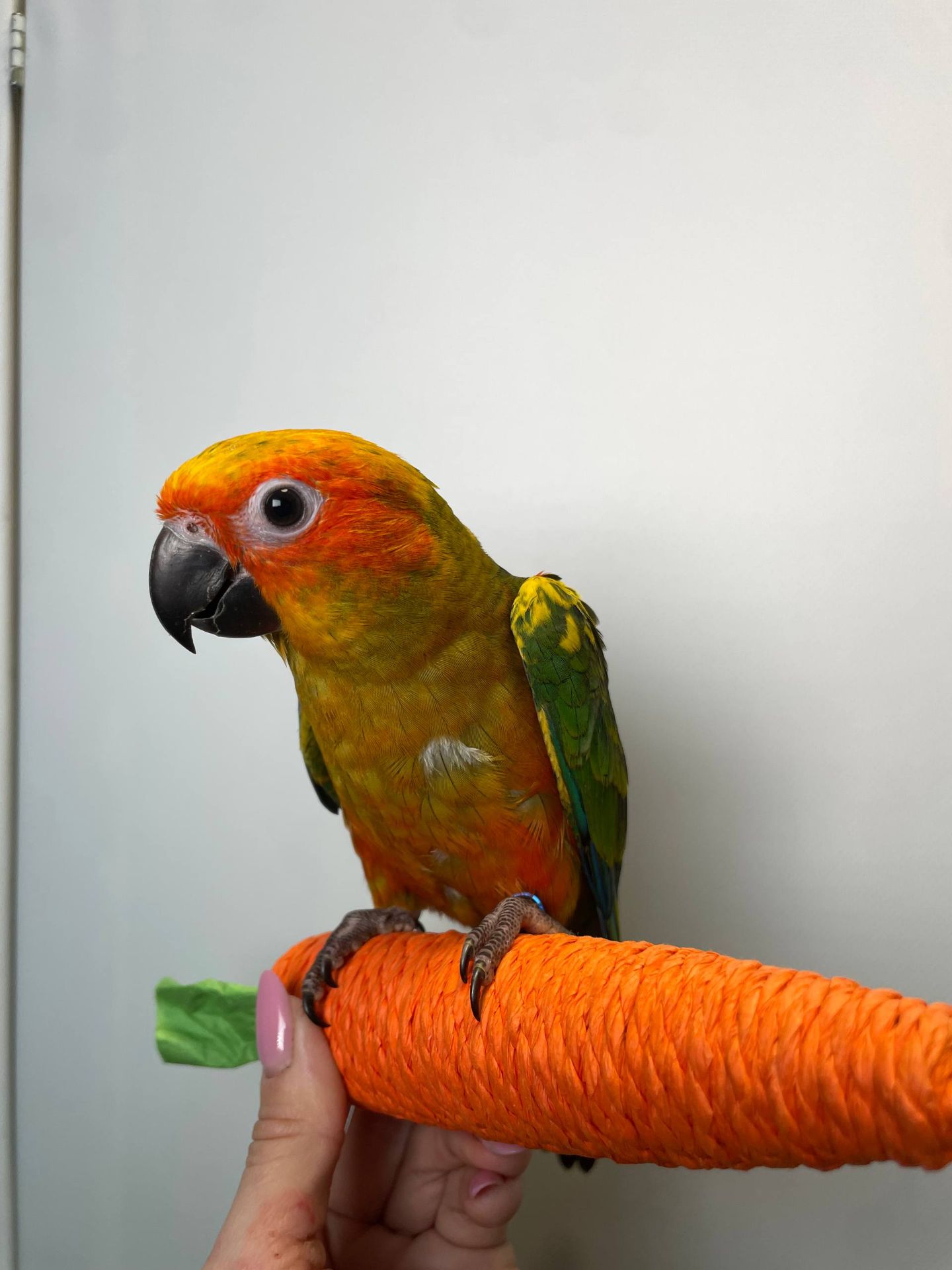 Сонячний аратінга, золотистоперий аратинга, ручний папуга викормиш з днк тестом