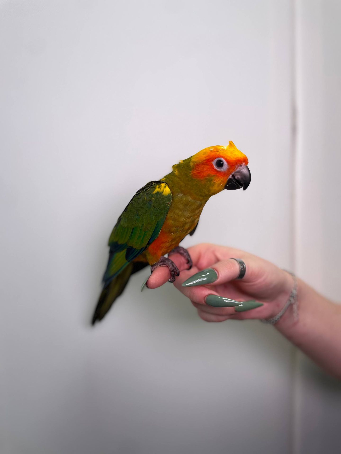 Сонячний аратинга, аратінга жовто-зелений окільцьовані ручні викормиші