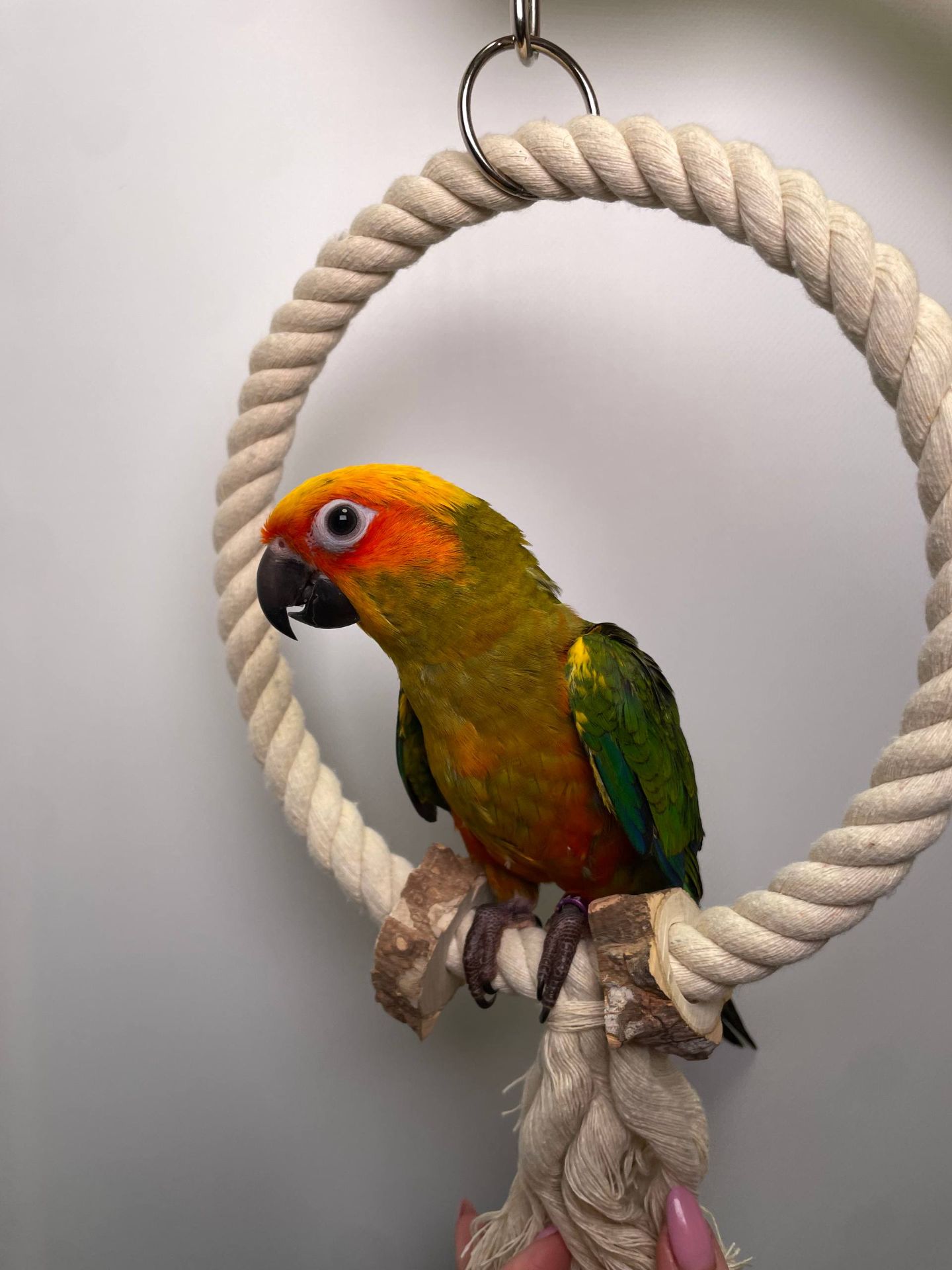 Сонячні аратинга, сонячний золотистоперий аратінга, ручні викормиші папужки різної статті