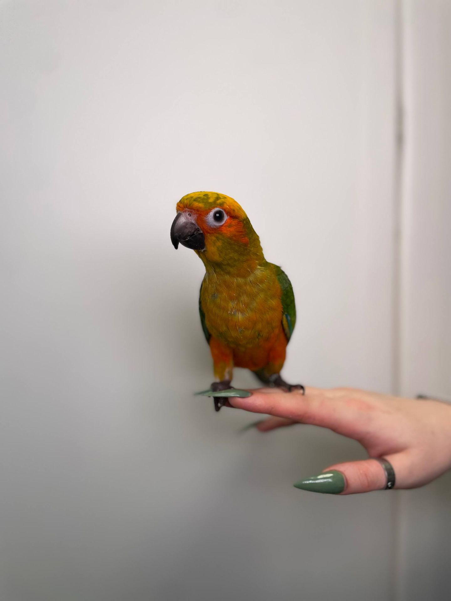 Сонячний аратинга, аратінга жовто-зелений окільцьовані ручні викормиші