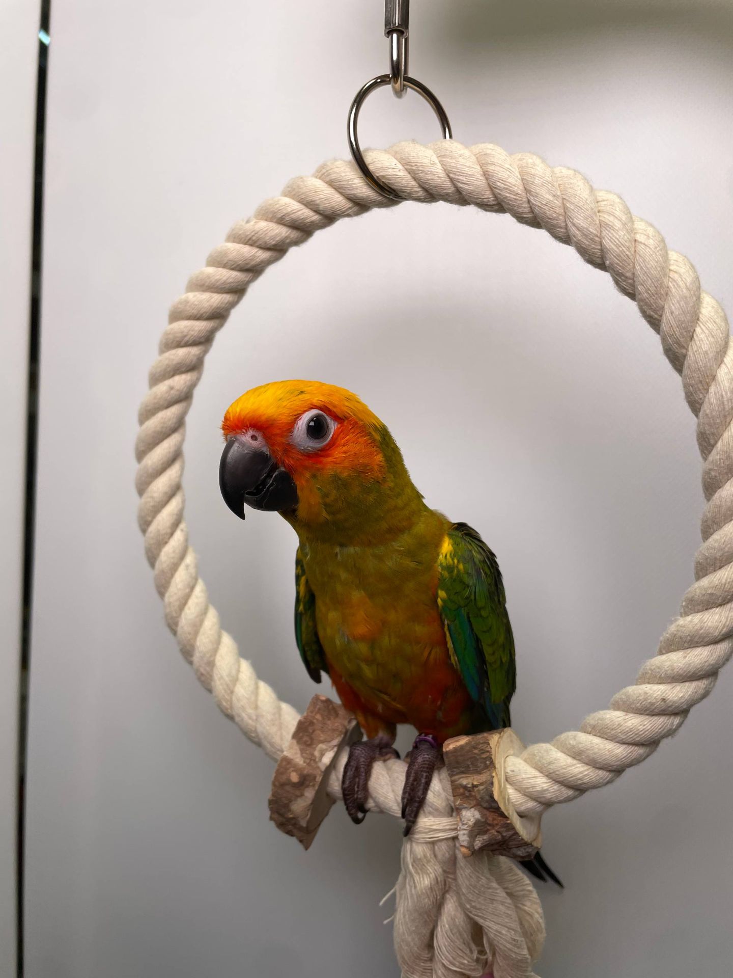 Сонячний аратінга, золотистоперий аратинга, ручний папуга викормиш з днк тестом