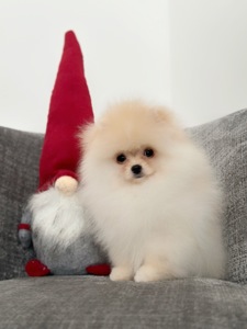 Померанський шпіц хлопчик, 3 місяці, документи КСУ