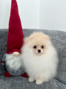 Померанський шпіц хлопчик, 3 місяці, документи КСУ