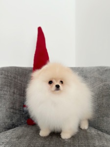 Померанський шпіц хлопчик, 3 місяці, документи КСУ