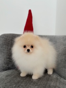 Померанський шпіц хлопчик, 3 місяці, документи КСУ