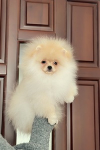 Померанський шпіц хлопчик, 3 місяці, документи КСУ